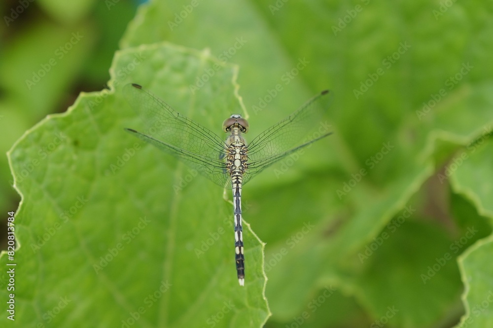 Chalky percher dragonfly perched atop a lush green leaf. Chalky percher dragonfly perched atop a lush green leaf.