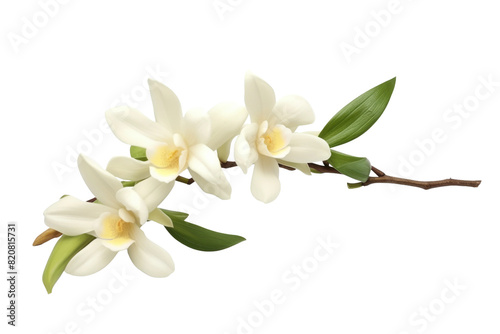 Ethereal Elegance of White Blossoms on a White or Clear Surface PNG Transparent Background.