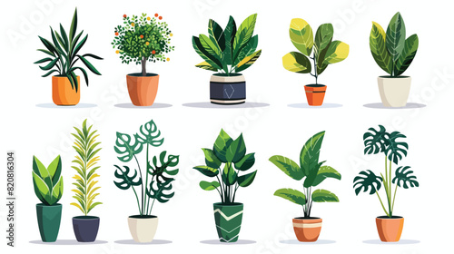 House plants in pots planters. Interior houseplants