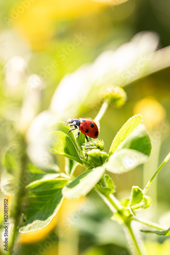 ladybird on a green leaf