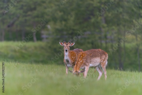 Two fallow deer  with just growing antlers. Dama dama. 