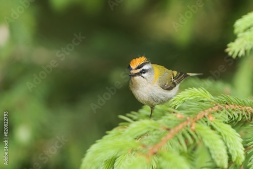 A cute firecrest sits on a spruce twig. European smallest bird in the nature habitat.  Regulus ignicapillus