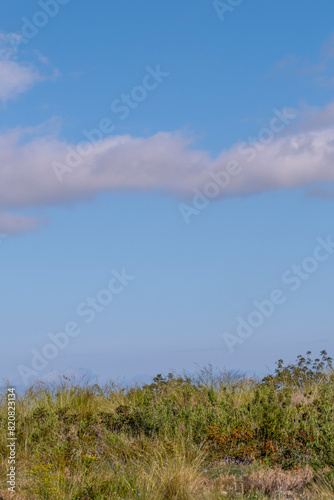 Clear blue sky with an isolated fluffy cloud with wild grass and shrubs in the foreground