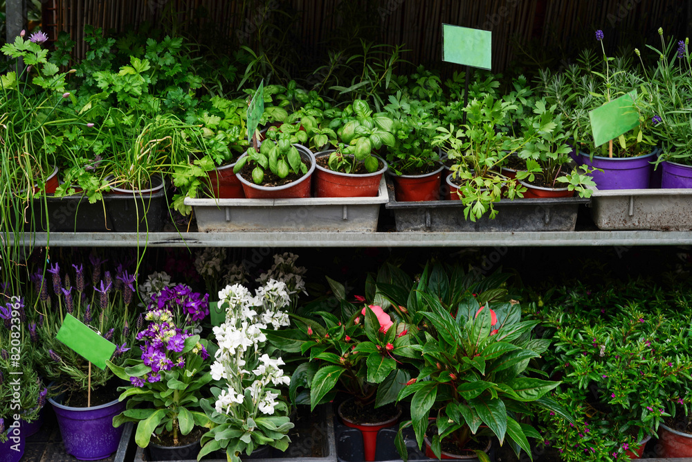 assortment of flowers in pots on store shelves with a green sign