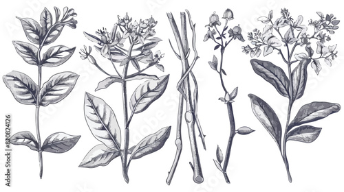 Licorice botanical isolated illustration. Plant leave