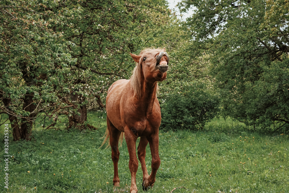 Obraz premium horse eating grass