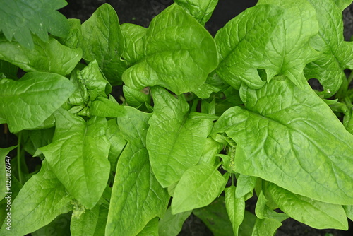 Green Spinach Leaves in background, photo of green sorrel leaves growing in vegetable garden, organic spinach leaves