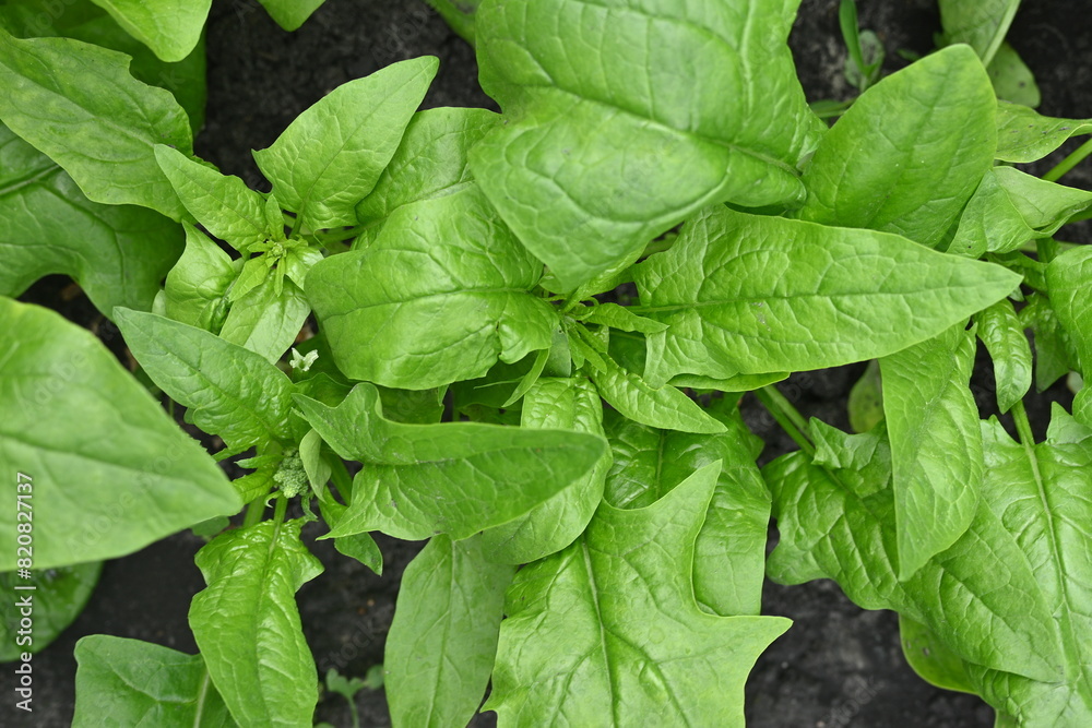 Green Spinach Leaves in background, photo of green sorrel leaves growing in vegetable garden, organic spinach leaves Green Spinach Leaves in background, photo of green sorrel leaves growing in vegetable garden, organic spinach leaves