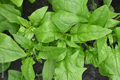 Green Spinach Leaves in background, photo of green sorrel leaves growing in vegetable garden, organic spinach leaves