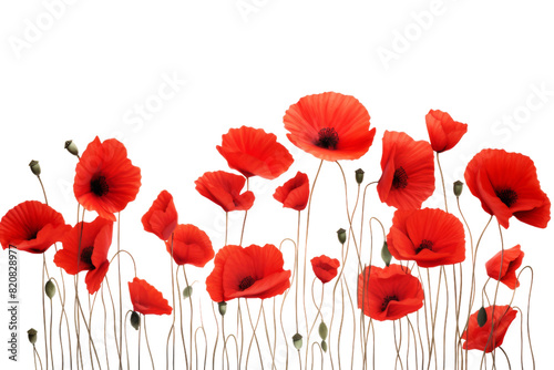 Crimson Petal Symphony on a White or Clear Surface PNG Transparent Background.