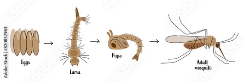 Mosquito life cycle illustration with eggs, larva, pupa and, adult mosquito. Flat vector design for educational material, posters, and banners