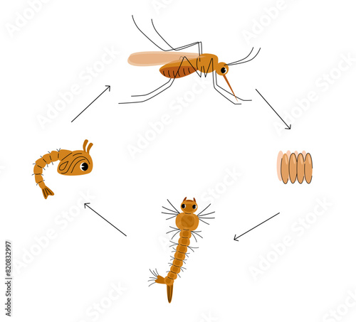 Mosquito life cycle illustration with eggs, larva, pupa and, adult mosquito. Cute insect vector design for children books, posters, and banners. 
