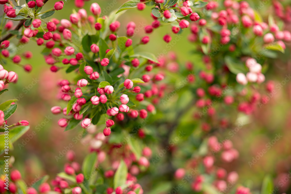 Bourgeons de de fleurs de pommetier Tina Bourgeons de de fleurs de pommetier Tina