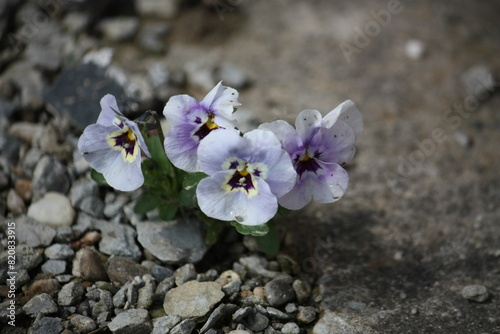 Nahaufnahme eines Hornveilchens (Viola cornuta) zwischen Schotter und Betonplatte gewachsen.