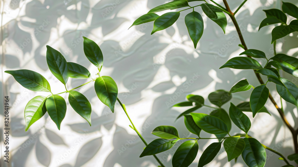 Green leaves with natural shadows on a white wall, illuminated by sunlight, showcasing nature's beauty. Green leaves with natural shadows on a white wall, illuminated by sunlight, showcasing nature's beauty.