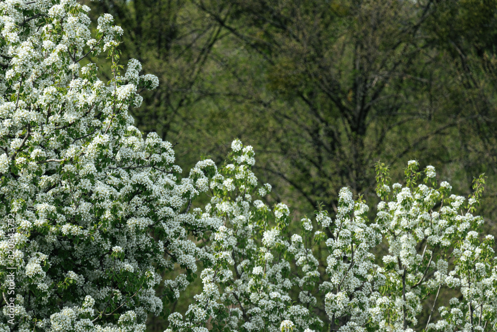Fototapeta premium A large blooming white fruit tree in the foreground, surrounded by other trees and greenery in springtime