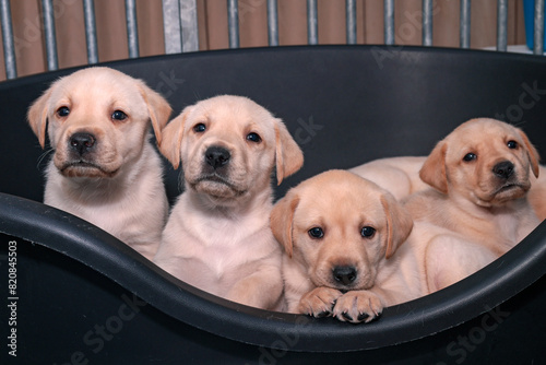 Four pups in a black dog bed. Four pups are sitting neatly in a dog bed, waiting patiently.