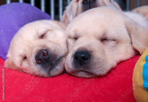 Two small blonde Labrador puppies are sleeping side-by-side with their heads resting on a red fabric edge.