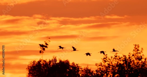 Birds Migration. Flock Of Common Cranes Or Eurasian Cranes Fly In Sunny Sunset Sunrise Sky. Common Crane Or Grus Grus. Nesting Cranes, Nest. Europe. Yellow orange pink violet purple Colors, Dark Birds photo