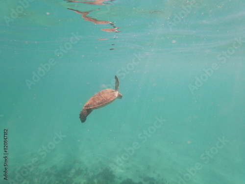 sea ​​turtle