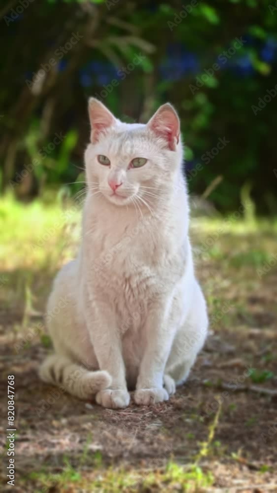 A fluffy grey cat meticulously grooms itself by a blue wooden fence, showcasing its flexible body and dedication to cleanliness. A fluffy grey cat meticulously grooms itself by a blue wooden fence, showcasing its flexible body and dedication to cleanliness.