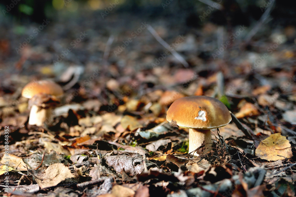 porcini mushroom in a natural natural environment against a background of fallen leaves, place for copy space, selective focus porcini mushroom in a natural natural environment against a background of fallen leaves, place for copy space, selective focus