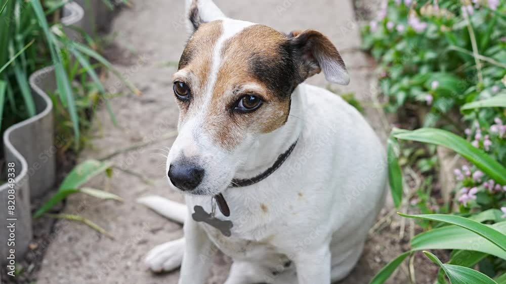 A Jack Russell Terrier dog sits on a path in the garden. Walks with pets. A Jack Russell Terrier dog sits on a path in the garden. Walks with pets.