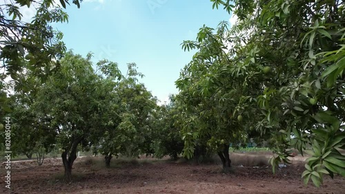 trees in the forest photo
