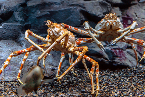 Giant Japanese spider crab in aquarium