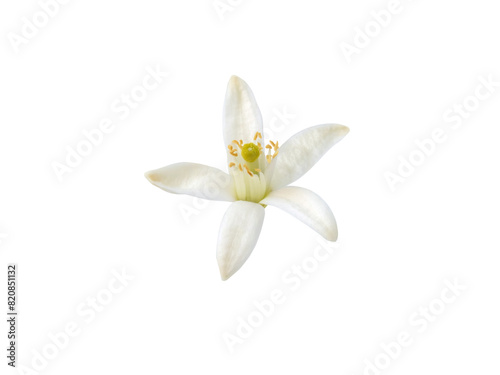 Fototapeta Naklejka Na Ścianę i Meble -  Orange tree flower isolated transparent png