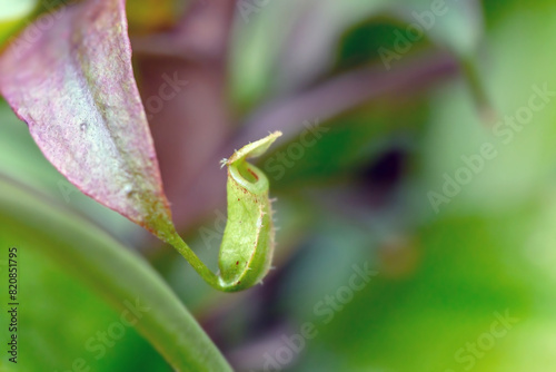 Nepenthes is a type of insectivorous plant © Classic