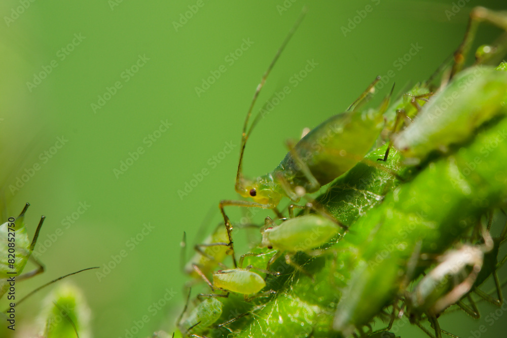 Aphid feeding on plant. Many aphids on leaf, Aphids (macrosiphum rosae) sucking on green shoots. Macro Aphid feeding on plant. Many aphids on leaf, Aphids (macrosiphum rosae) sucking on green shoots. Macro