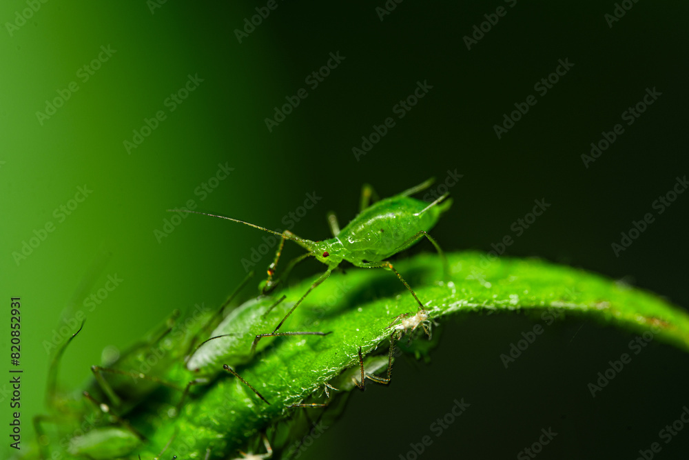 Fototapeta premium Aphid feeding on plant. Many aphids on leaf, Aphids (macrosiphum rosae) sucking on green shoots. Macro