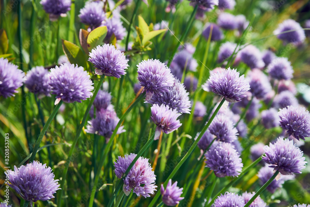 Obraz premium czosnek ozdobny 