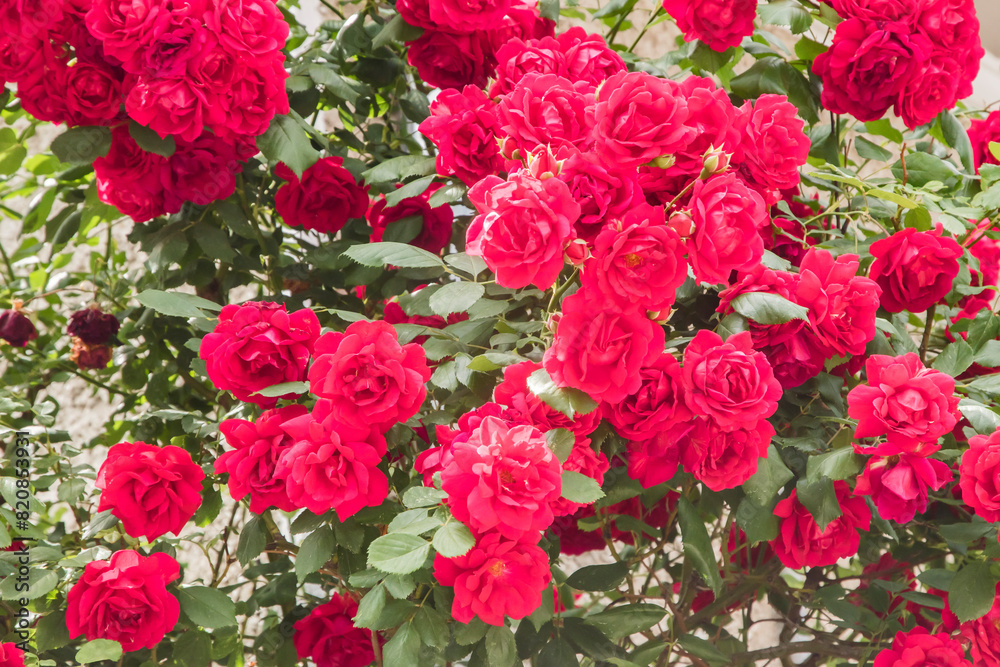 Multiflora rose (Rosa Paul's Scarlet Climber) closeup as floral background Multiflora rose (Rosa Paul's Scarlet Climber) closeup as floral background