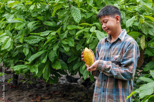 Ripe yellow  cacao fruit, agriculture yellow ripe cacao pods in the hands of a boy farmer, harvested in a cacao plantation