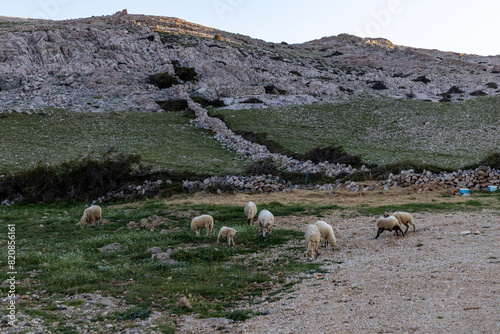 flock of sheep in the mountains