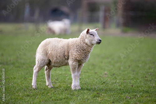 Cute white lamb on meadow