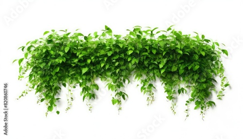 Jungle bush of three-leaved wild vine cayratia or bush grape liana ivy plant growing with long pepper plant in wild, nature frame jungle border isolated on white with clipping path.