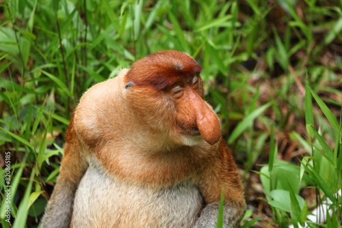 Photography Skeptical proboscis monkey perfect for memes