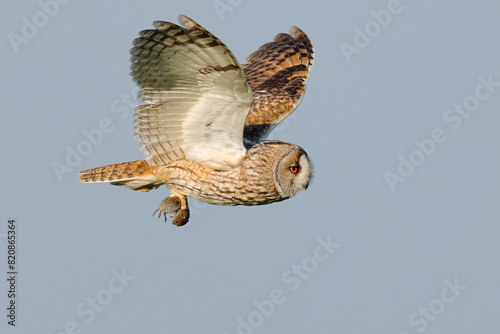 Long-eared owl with mouse in flight photo