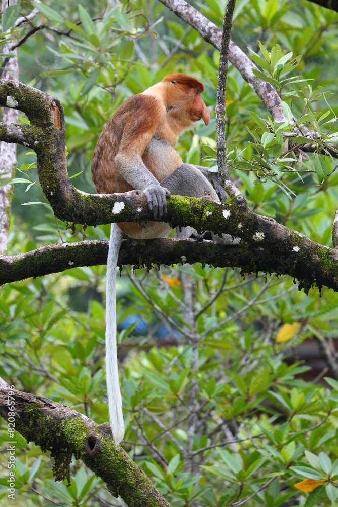 Naklejka premium Proboscis monkey in Borneo, Malaysia