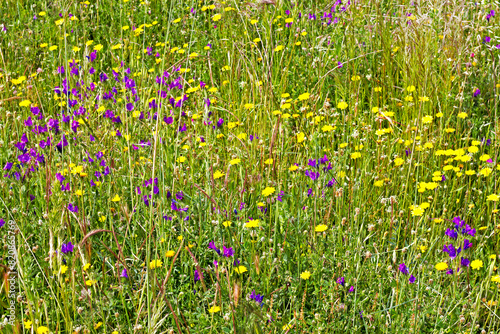 Wild flowers