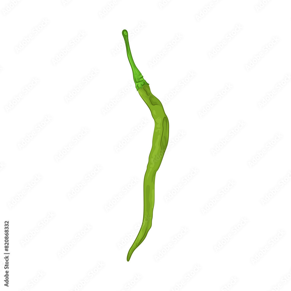 Illustration of green chili pepper 