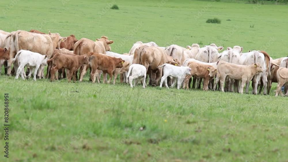 Beef cattle on a mountain pasture. Sustainable breeding in Šumava in South-West Bohemia. Cows keep the meadows in good condition. Agriculture and the environment in the European Union. Beef cattle on a mountain pasture. Sustainable breeding in Šumava in South-West Bohemia. Cows keep the meadows in good condition. Agriculture and the environment in the European Union.
