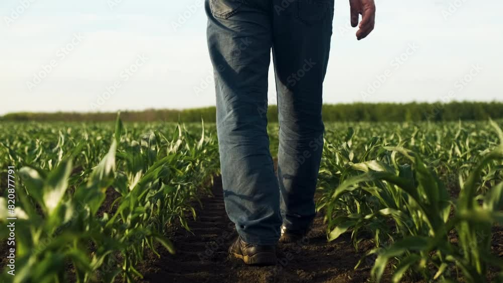 Rear view of the farmers legs walking in the field between the rows of corn at sunset. Rear view of the farmers legs walking in the field between the rows of corn at sunset.