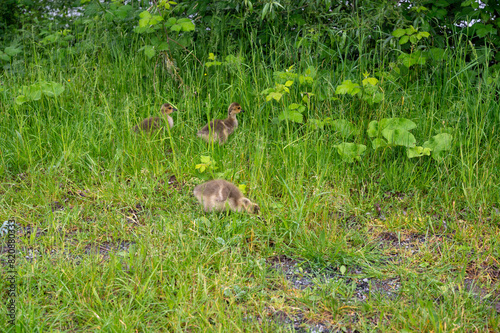 Goslings in the green grass