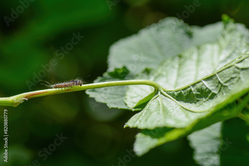 A caterpillar on a plant stem