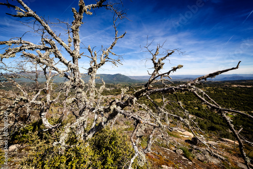 Sierra de Gredos tras el árbol seco