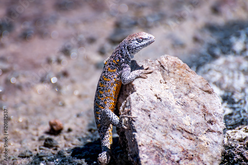 lizard in the Atacama salt flat, Chile photo